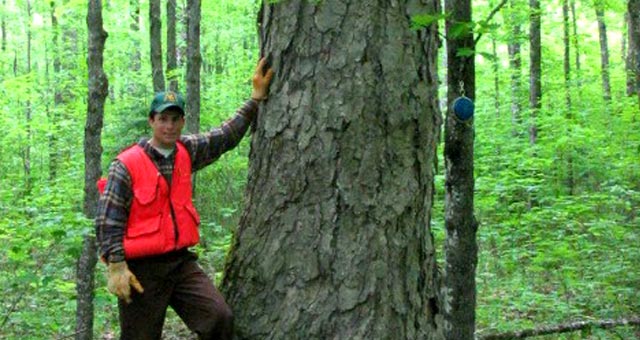 County Forester assessing the age and health of county forest