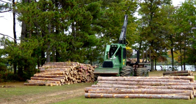 Logging in County Park