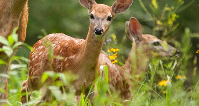 Doe with two fawns in meadow of wildflowers
