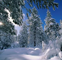 Snow covered balsam and spruce trees
